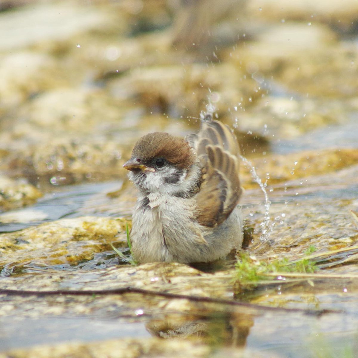 今日も子チュンが頑張って水浴びの練習してたよ

#雀 #スズメ #すずめ #sparrow #鳥 #小鳥 #野鳥 #ちゅん活 #スズメ写真集 #bird