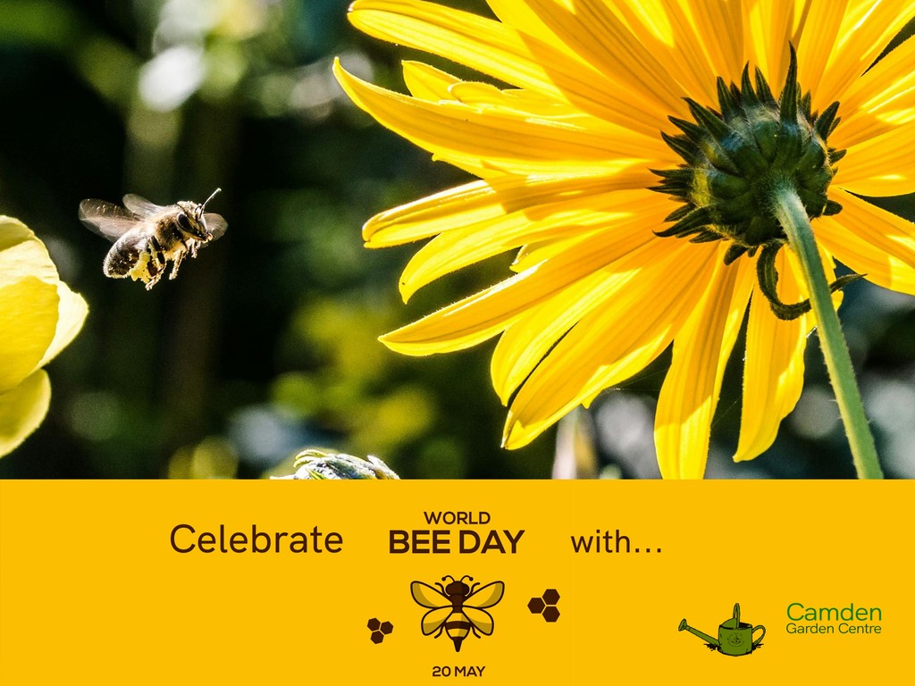 #lovebees ? Then celebrate international #worldbeeday with us today May 20th and our bee-autiful range of #beeloving plants
#gardencentre #since1983 #socialenterprise #camdentown #northlondongardeners #gardenlovers #house_plant_community #trainingandemploymentopportunities