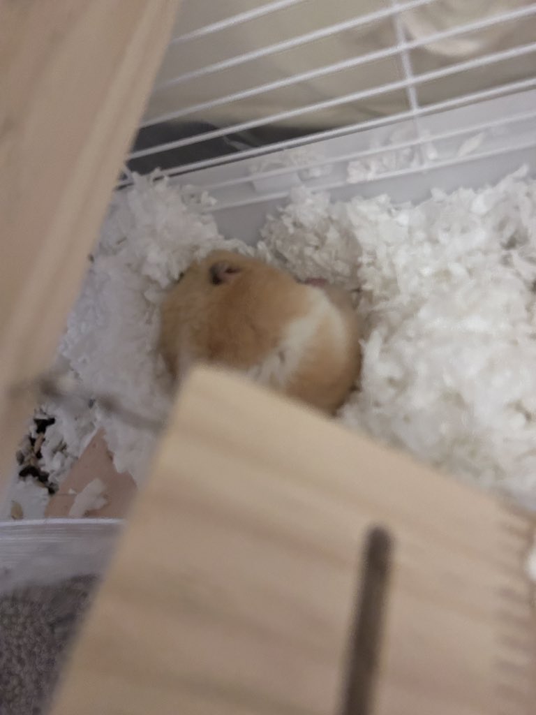 一只仓鼠 tweet media