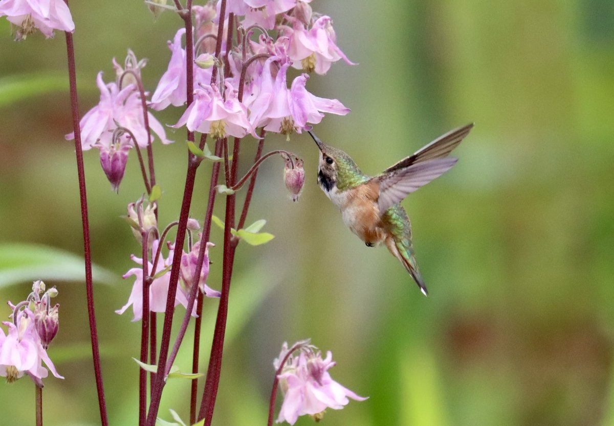 Female Rufous with a moment of freedom from the male. #dailyhummingbird #bif #birdsoftwitter #birdlover #backyardbirding