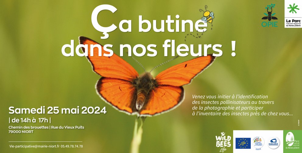 Aujourd'hui, c'est la #Journeemondiale #abeilles nous vous donnons RDV samedi à Niort ! Sortie gratuite, pour observer insectes pollinisateurs avec le Parc et @Opie_insectes 👉 Samedi 25 mai | 14h-17h | Niort | RDV Chemin des brouettes | Rue du Vieux Puits Gratuit | dès 12 ans