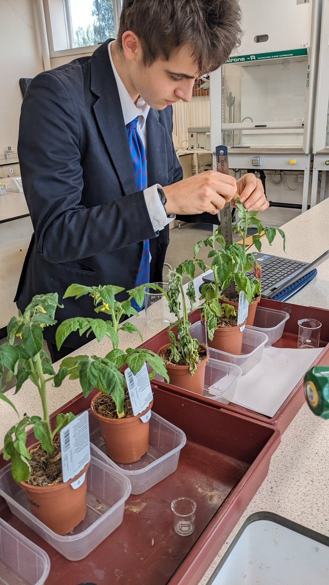 Checking the growth of his tomato plants as part of his Bronze @CRESTAwards investigating how much water plants need to have in order to thrive @rgshw #foodsecurity