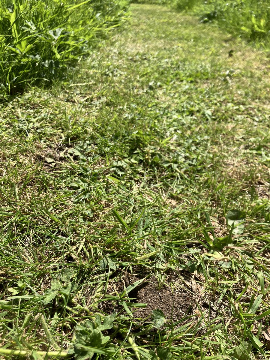 Happy #WorldBeeDay! Enjoying a few moments in our fabulous wildflower meadows surrounding the buildings at work @UK_CEH Wallingford. In just 3-4 years, packed with yellow rattle, buttercup, red clover, oxeye daisy and more. Mown paths providing bare soil for nesting solitary bees