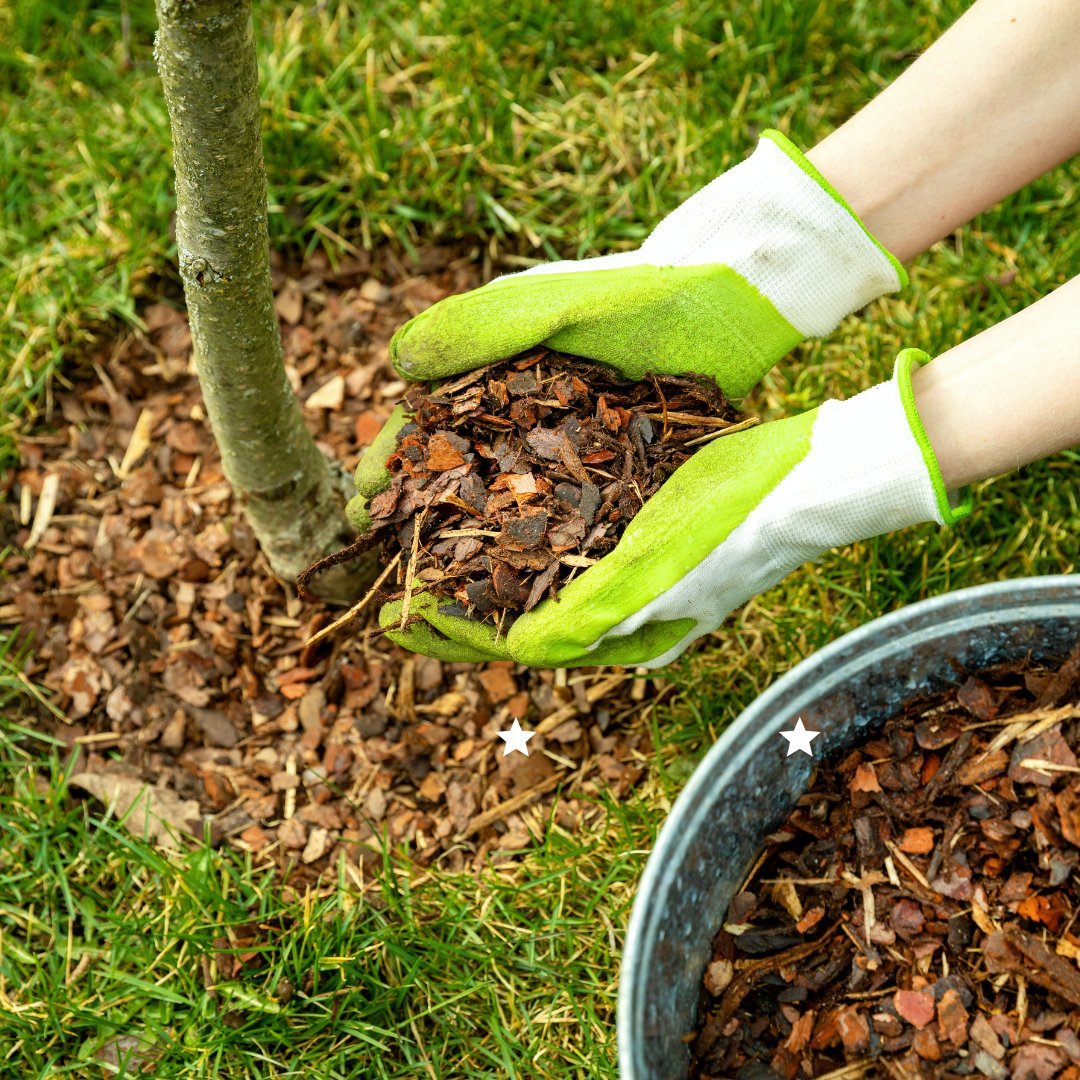 #MondayMaintenance When it comes to landscaping around trees, too much mulch, plants, or flowers can cause problems. Learn the best practices for enhancing your tree's base without overdoing it with @Exmarkmowers. 
 
bit.ly/4b580rQ

#weingartz #LawnCareTips #exmark