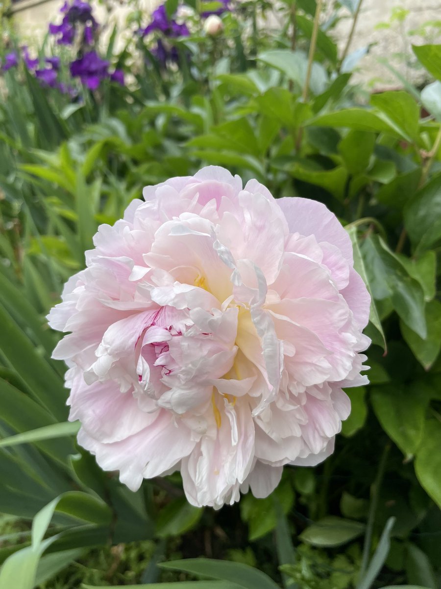 Have a good Sunday! 
Peony ‘Noémie Demay’, Calot, 1867. Scented peony! 

#flowers #peony #garden #gardening 
#flowerlover  #gardeningX 
#gardeningtwitter