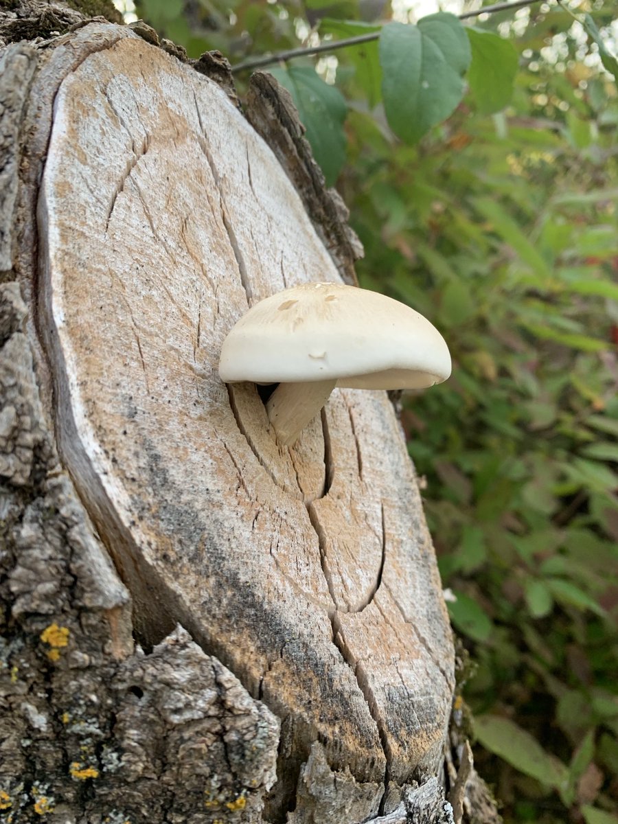 Bullseye! #MushroomMonday #fungi