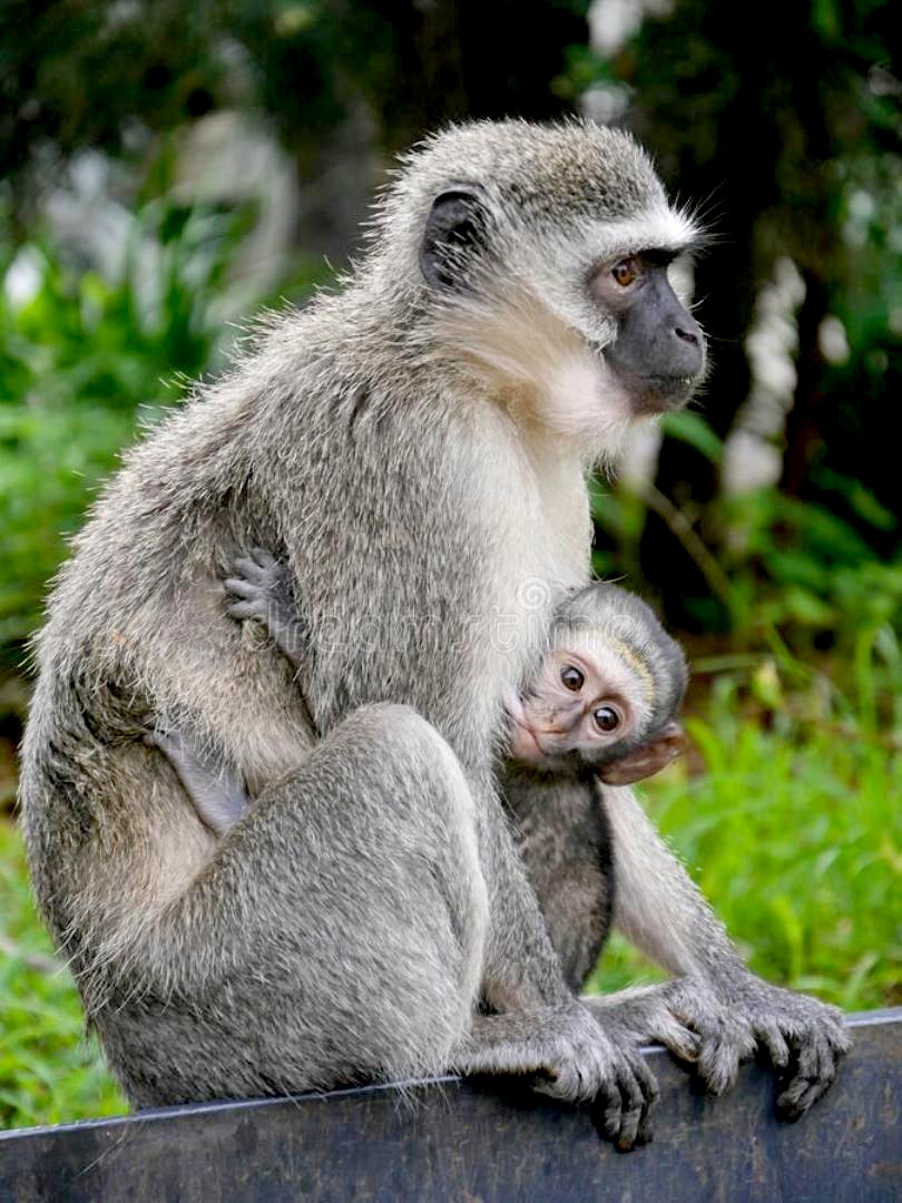 Mother vervet monkey feeding baby..🥰🐵🍼🐒🌿