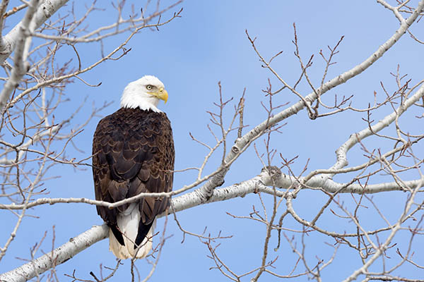 A Bald Eagle on a branch.

You can buy it here: jan-luit.pixels.com/featured/bald-…

#WildlifePhotography #NaturePhotography #Animals #PhotographyIsArt #Photography #fotografie #Birds #AYearForArt #BuyIntoArt #Wildlife #Natuur #Nature #Birding #Birdwatching #Vogel #Giftidea #GiveArt