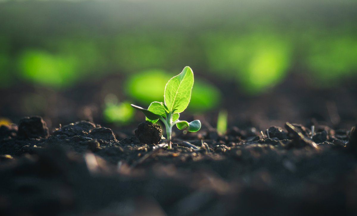Q: When is it appropriate to implement SEADS?

A: SEADS should be used whenever #crops play a crucial role in the livelihoods of people affected by crises such as #droughts &amp; #floods🌦️

Get your copy of the handbook &amp; follow the guidelines to ⤴️ impact bit.ly/3U5A1s9