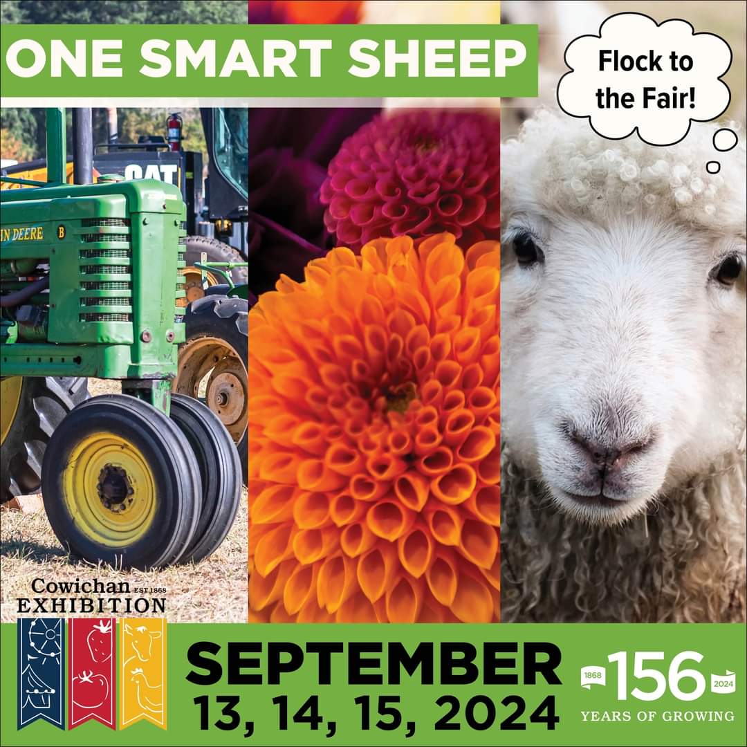 visual_edge's tweet image. I had fun creating this design for the 156th Fall Fair! Get set for this year&apos;s Cowichan Exhibition Sept 13-15 with this year&apos;s theme based on the children&apos;s book &quot;One Smart Sheep&quot;
cowex.ca