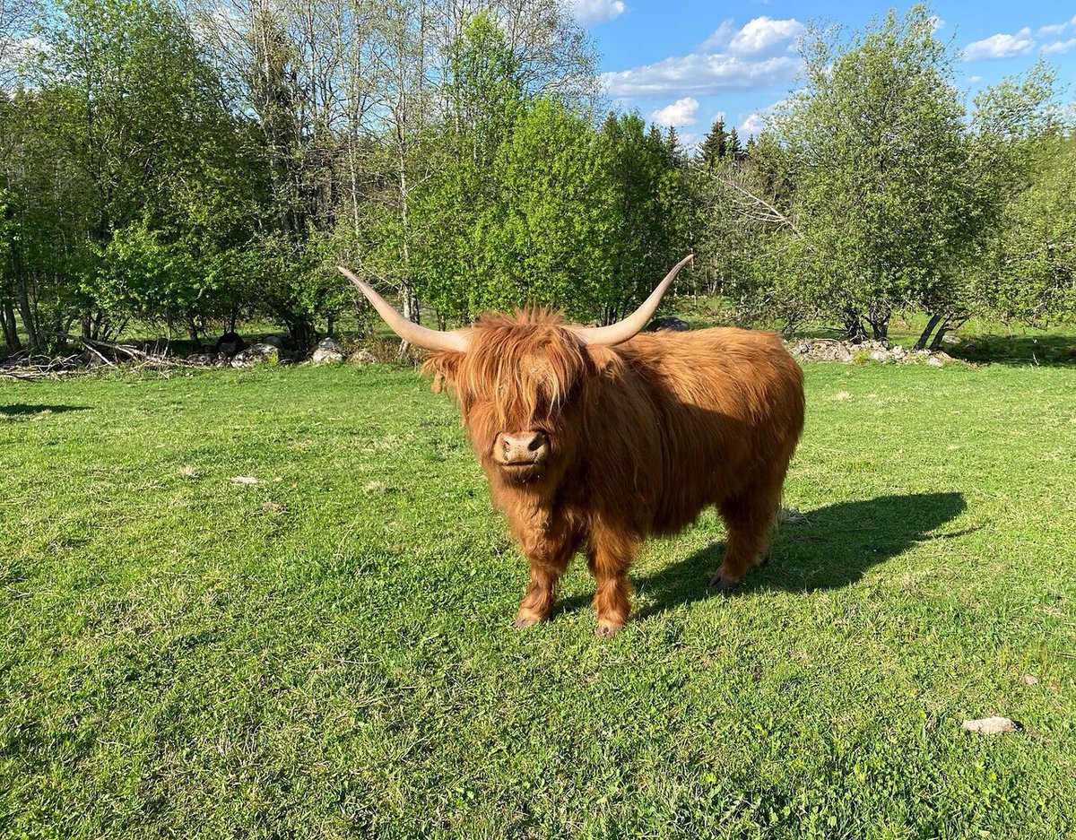 Highland Cattle photo of the day #cows #highlandcattle #animals