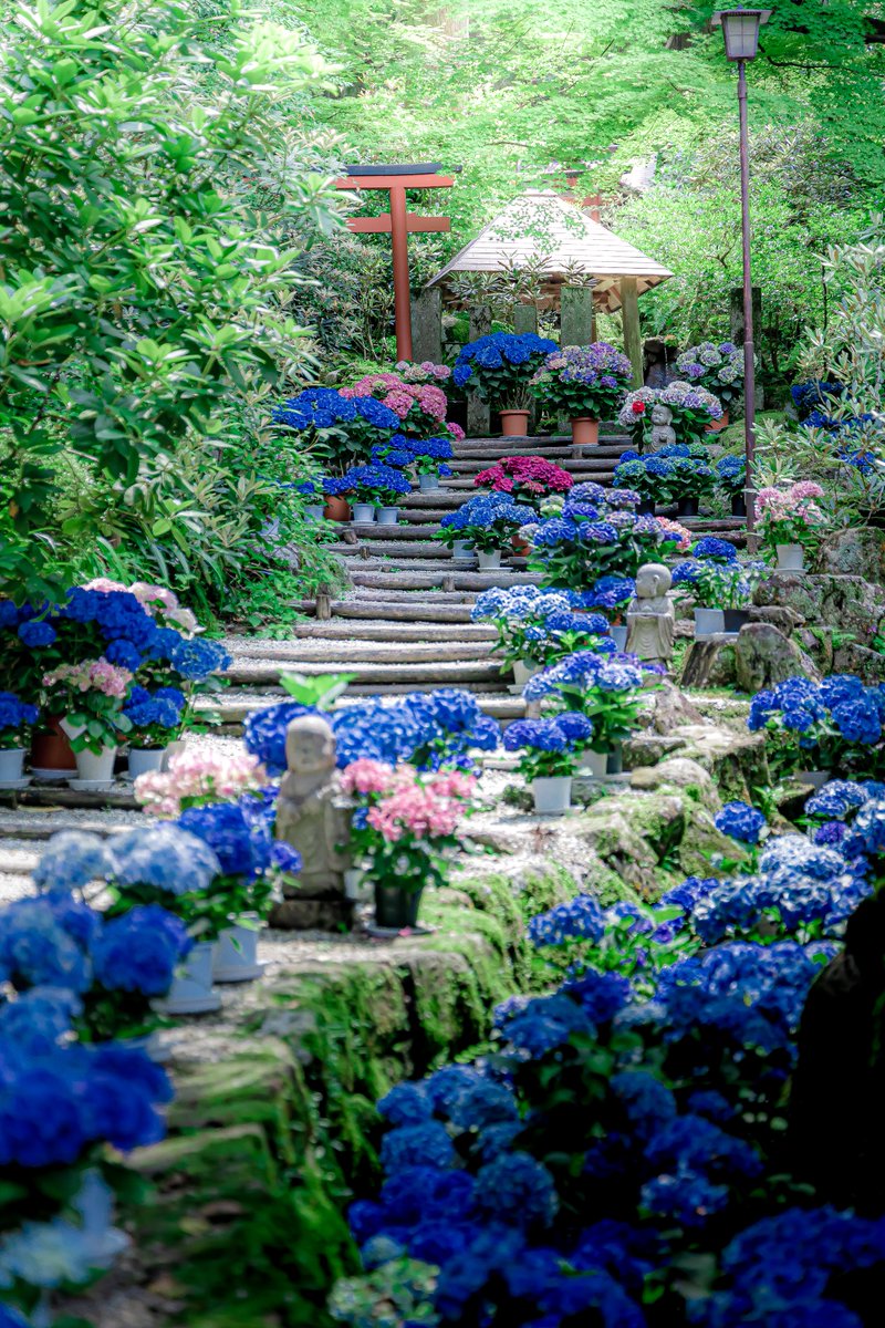 川のように美しい岡寺の紫陽花