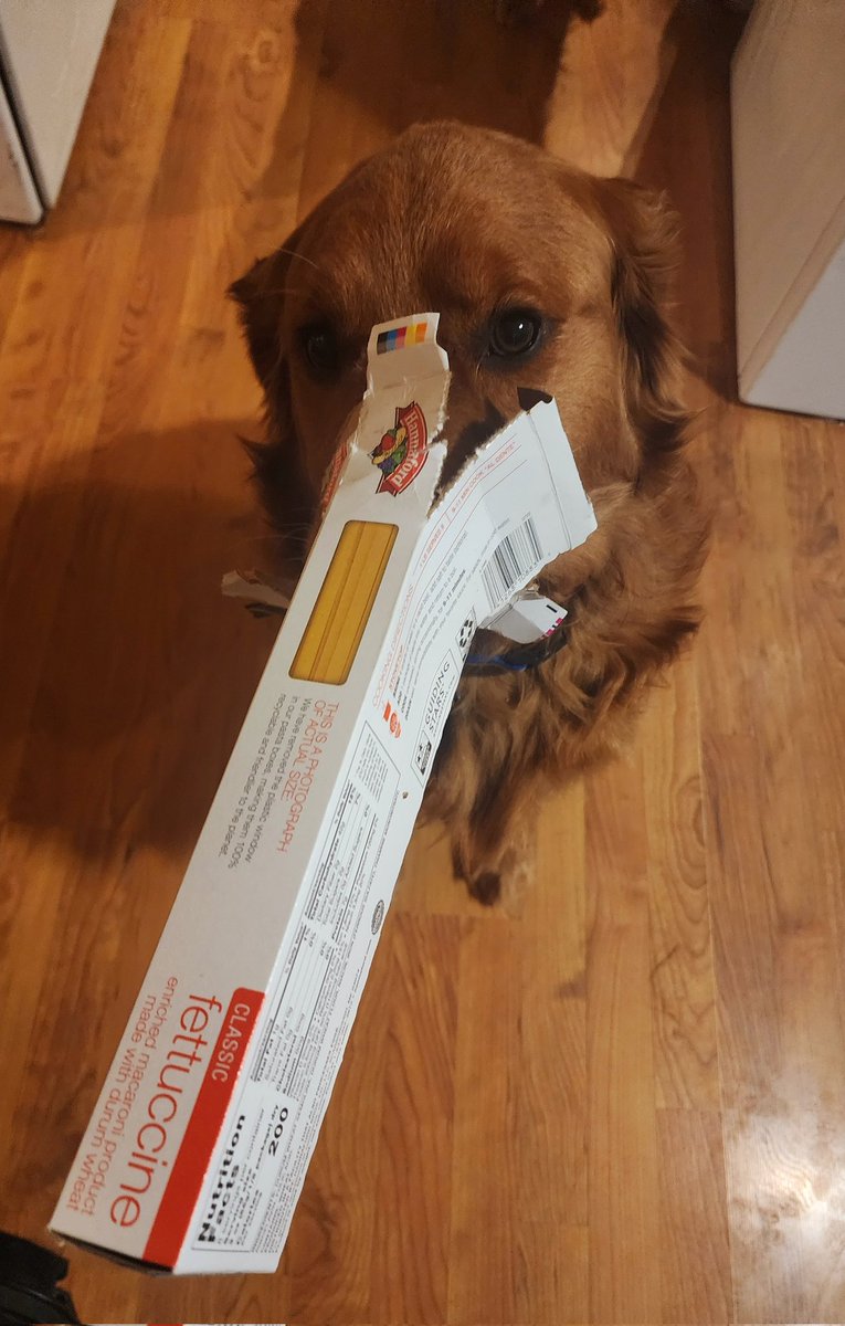 Initially, I thought I was lying A LOT, but now I realize it's only an empty pasta box. #dogsoftwitter #goldenretriever