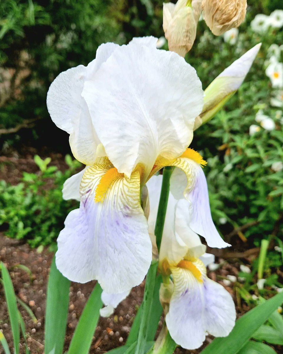 Forgot RHS Chelsea. Come and see the amazing blooms at Olden Community Garden, Whistler Street N5 1NH. Upcoming open days are Tuesdays 21 and 28 May and 4 and 11 June and Saturdays 8 and 15 June. #rhschelsea ##hiddenlondon