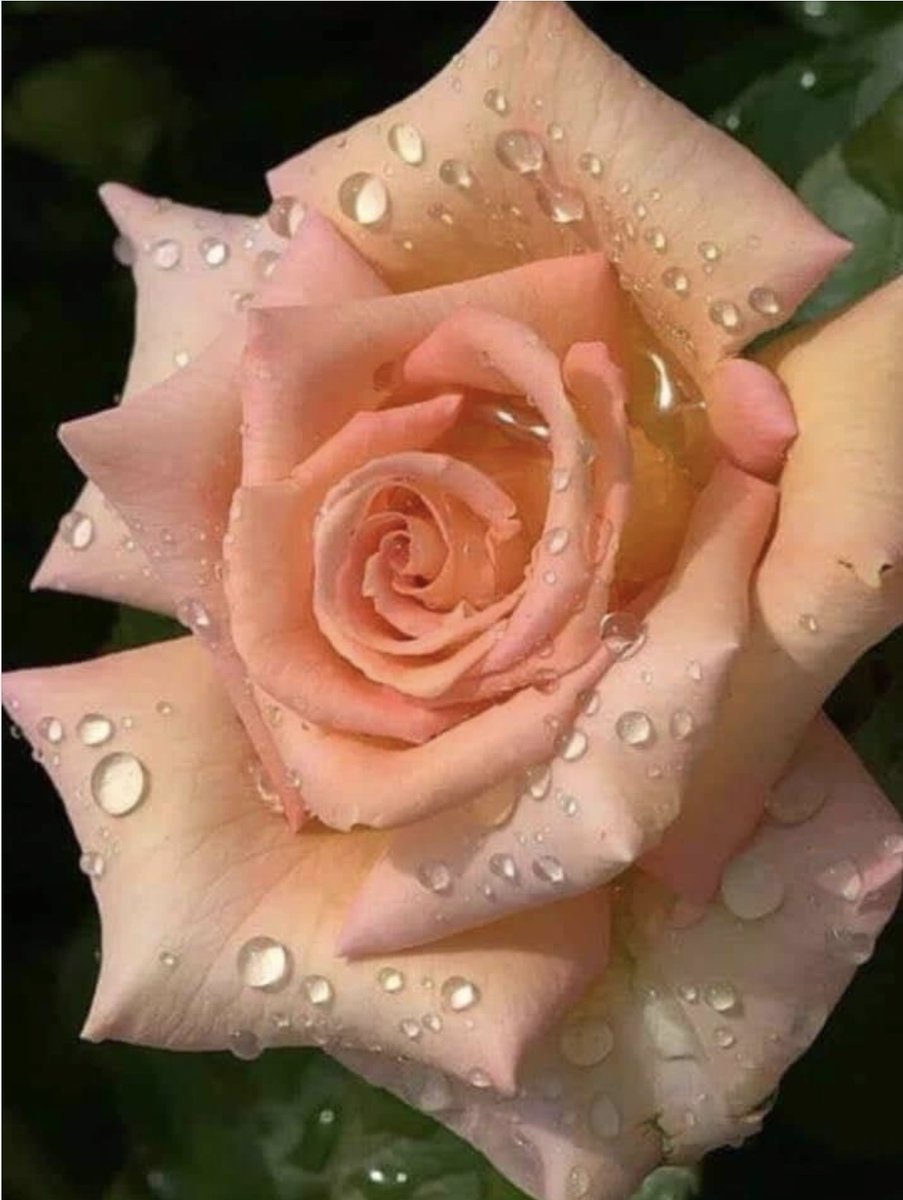 Beautiful Rose 🌹🌹🌹🌹🌹