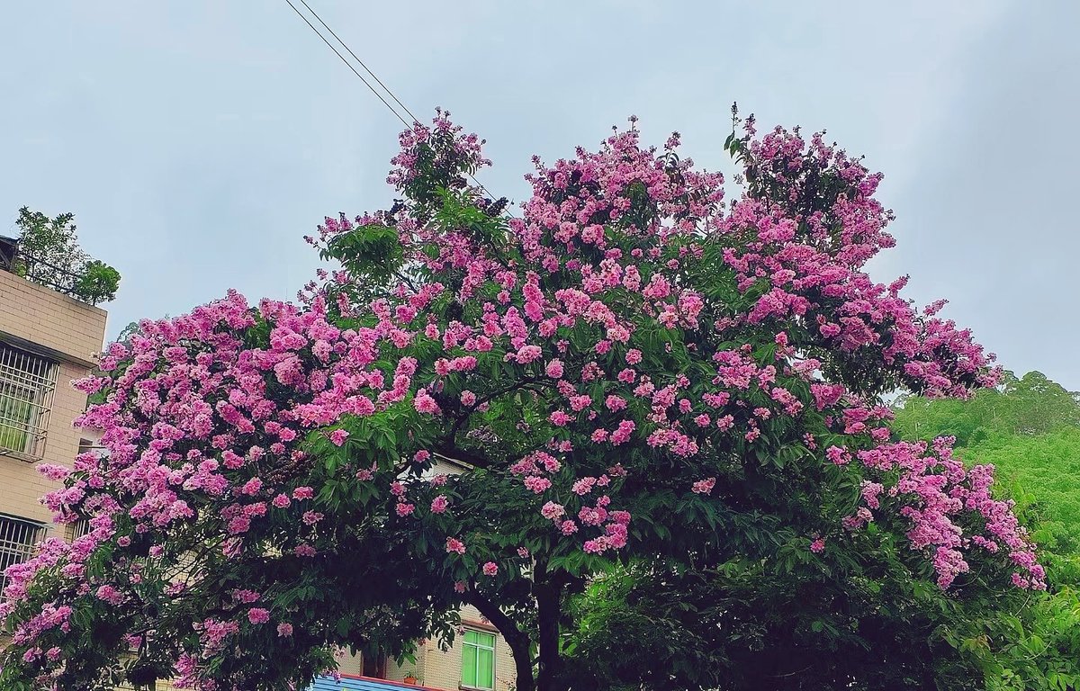 满树繁花！--云安六都镇