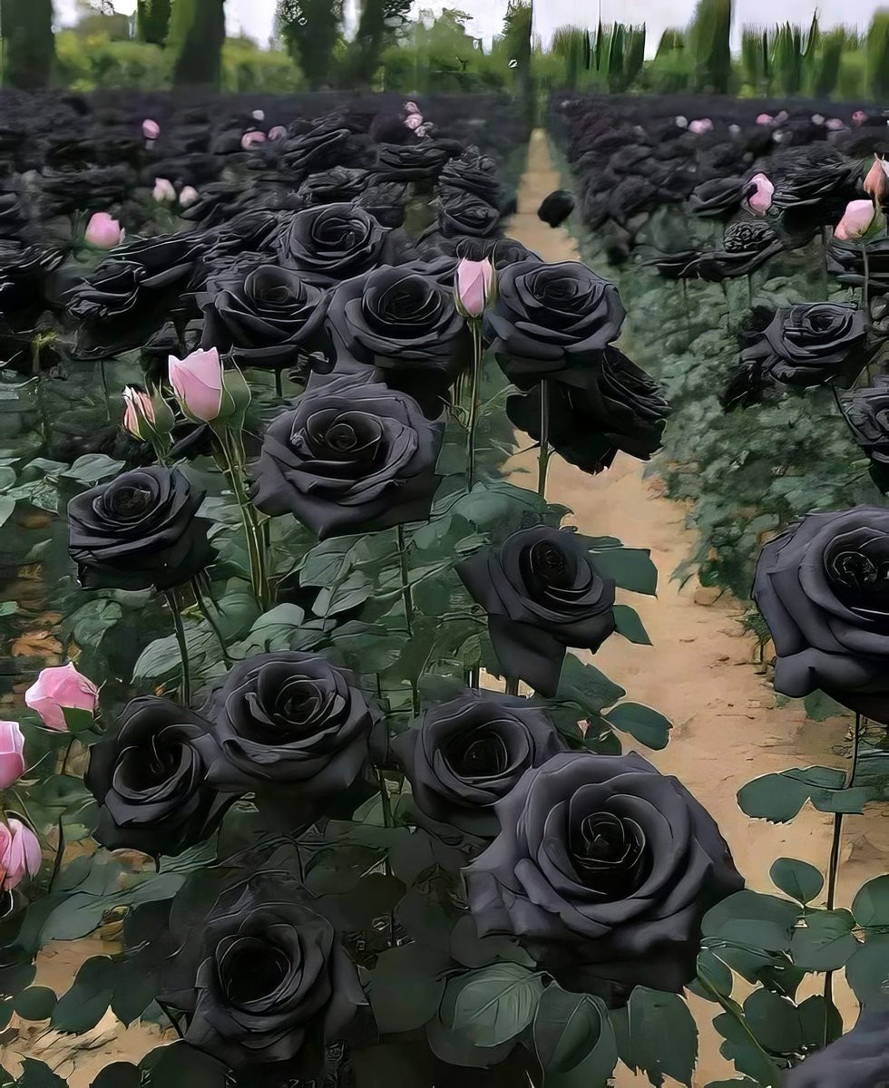 En el distrito Halfeti de la provincia turca de Şanlıurfa es el único lugar del mundo donde crecen naturalmente rosas negras.