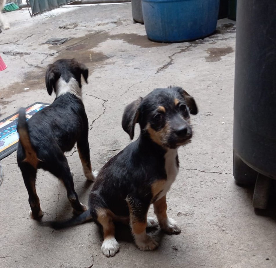 arireyes192's tweet photo. Somos bombón y bellota, pasamos a desearles un bonito día y les recordamos que seguimos en busca de un🏡tenemos 3 meses y somos un amor,la persona con la que estamos no nos puede tener mucho tiempo🙏🏼🥺nos dan una🐾con mucha difusión para que llegue a la persona ideal x favor? https://t.co/aqEOGRIJOS