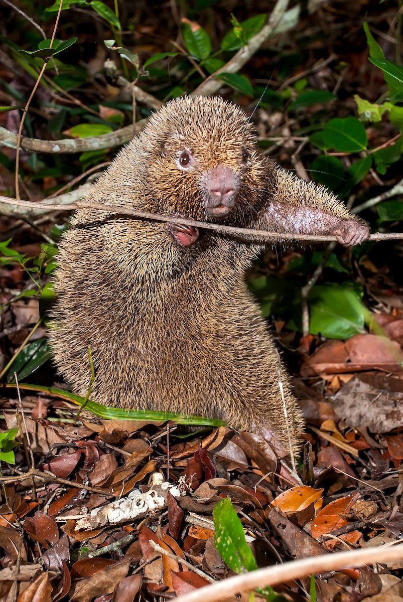You’ve heard of the porcupine, but what about the thin-spined porcupine? This nocturnal critter also known as the bristle-spined rat, is found only in parts of northern and central Brazil. Unlike many porcupines, this rodent’s quills are more like bristles than spines!

Photo: