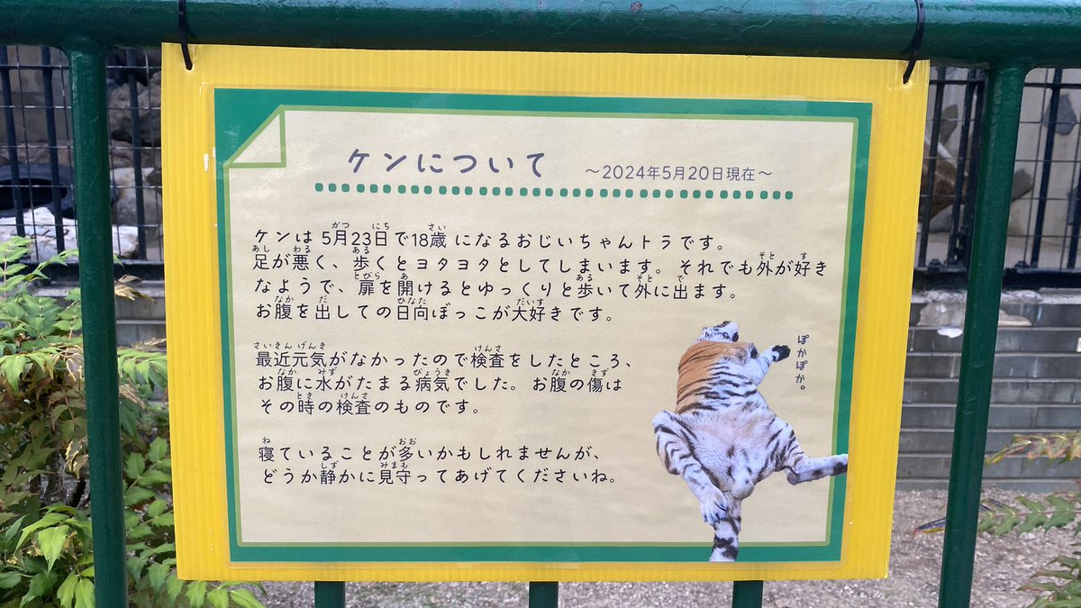 寝室であまり体調が優れない時でも、扉を開けると自分でゆったり外に出てお腹を出して寝ています。
#ケン にとって外は暖かくお昼寝できる好きな場所。
このようなケンを外に出すことは、皆さまに心配をおかけすることになるかもしれませんが、是非一緒に見守っていただけますと幸いです

#徳山動物園