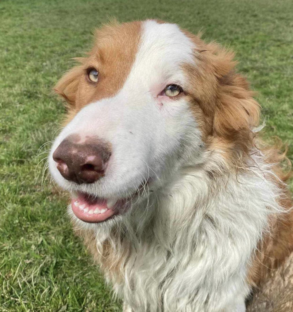 It’s #nationaldogrescueday & as a family we’ve decided we can give the lovely 10mth old Rue (Rueben) a home! 🤎🤎🤎 We’re off to meet him at the w/e. Fingers crossed he likes us and #Jessedog & #jackthelad like him! 🤞 #DianeHartTheSheepdogCollieRescueandRehabilitationCentre