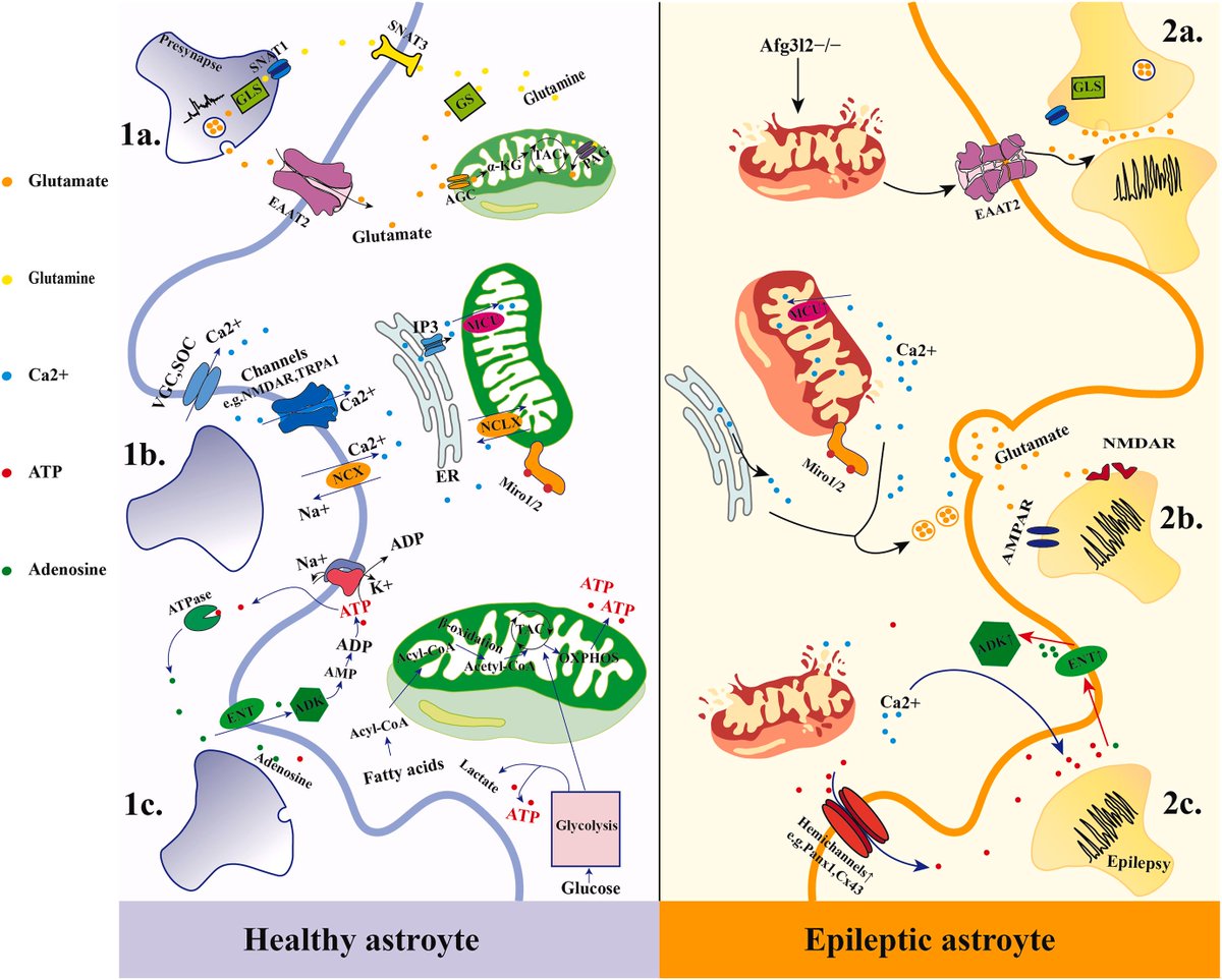 Astrocyte #mitochondria: Potential therapeutic targets for #epilepsy
sciencedirect.com/science/articl…