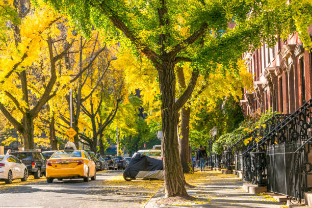 NeumannTreeCo's tweet image. The Ginkgo tree is a unique species that has been around for millions of years. Its distinctive fan-shaped leaves turn a beautiful golden yellow in the fall. Ginkgo trees are often seen as street trees in NYC due to their hardy nature and resistance to pests and disease.