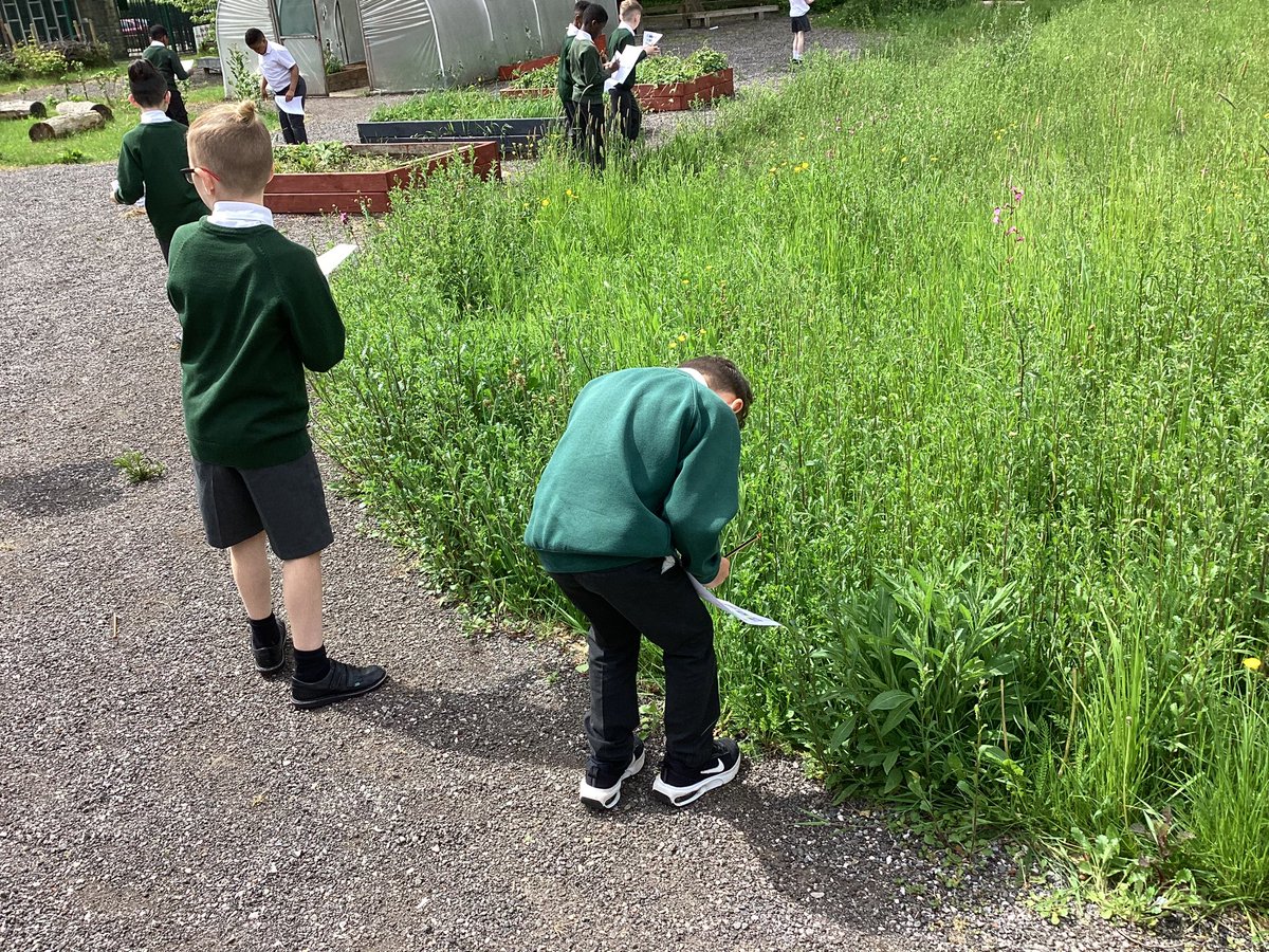 StMM_2021's tweet photo. Year 3/4 used plant identification keys to identify different plants around our school #classification #greenfingers #lookingclosely https://t.co/Yj69q37XoU