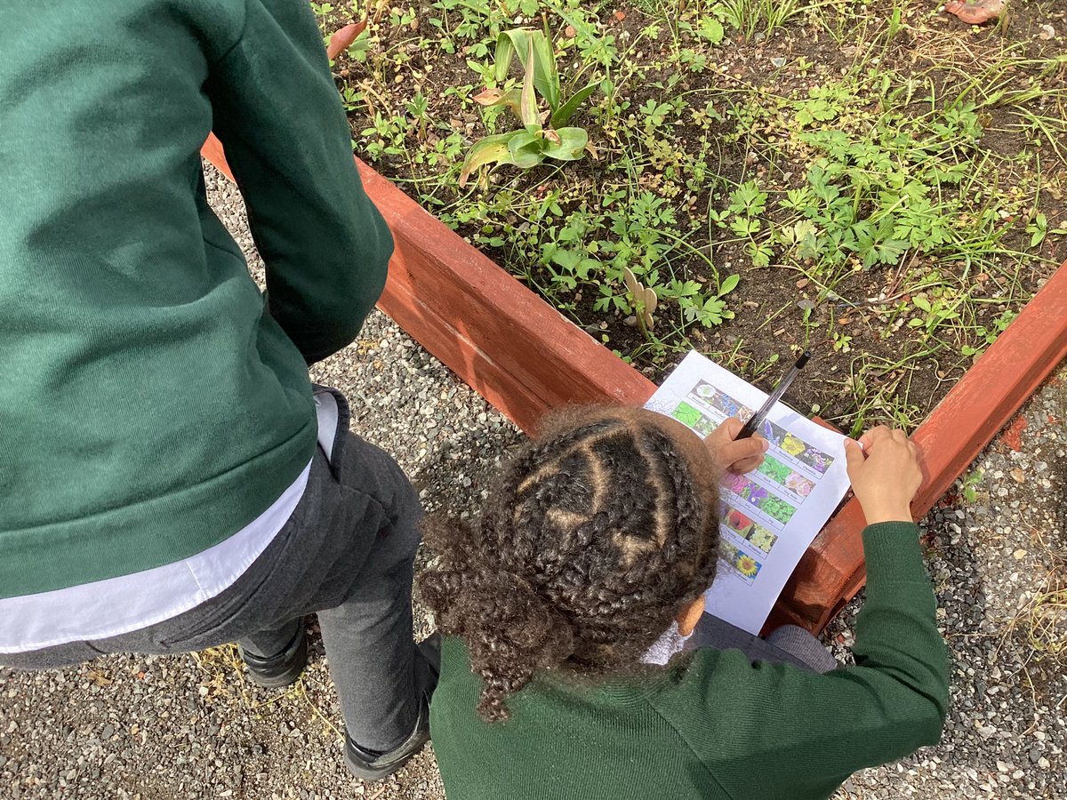 StMM_2021's tweet photo. Year 3/4 used plant identification keys to identify different plants around our school #classification #greenfingers #lookingclosely https://t.co/Yj69q37XoU