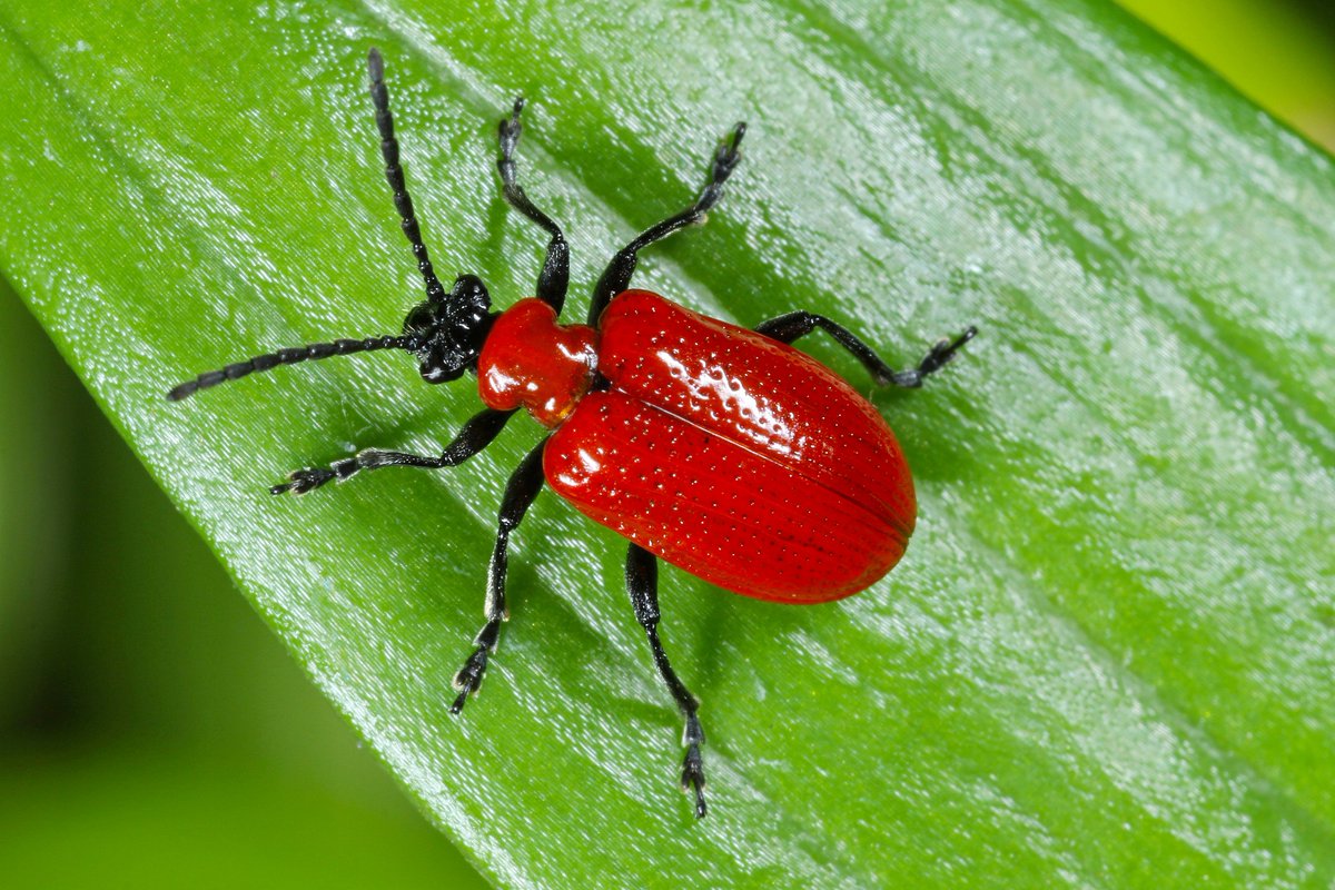 May Gardening Tips - Check lilies and fritillaries for scarlet lily beetles and their larvae, as they can rapidly strip plants of all foliage.

CampbellFerrara.com

#GardeningTips #LandscapeLife #CampbellFerrara