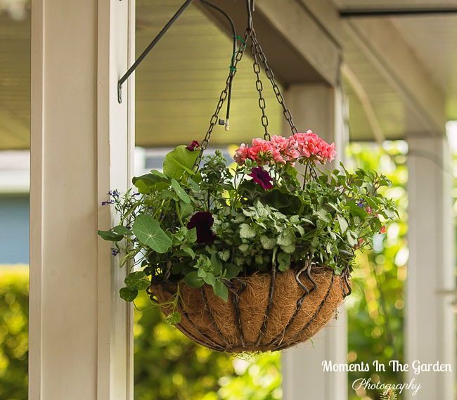 MomentsintheG's tweet photo. All baskets and containers are outside now. Despite cooler temperatures this weekend they are well established and should not need protection. #hangingbasket #containers #containergardening #annuals #midmay #maylongweekend #momentsinthegardenphotography https://t.co/ImoczA8CRr