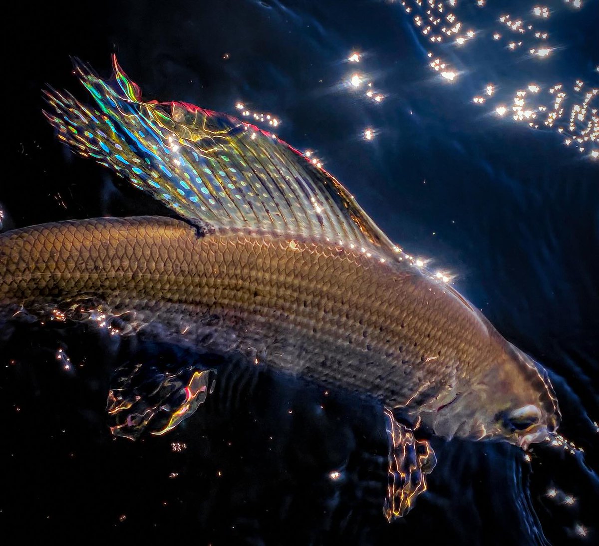 “'I’ve truly never seen anything like it.' Host Alyx Parks @ontarioflygirl speaks of the moment she caught and photographed her very first arctic grayling on the fly, with friend and host @jennamckeownflyfish.” // image via @theofficialnewflyfisher