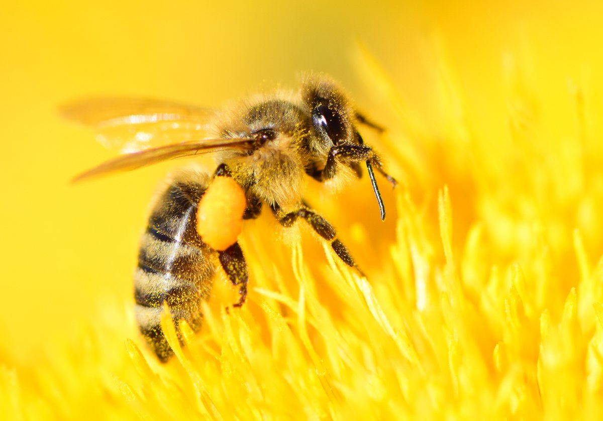 Is it a bee or not a bee? Looks can bee deceiving.. 🐝 If you haven't figured it out yet, today is #WorldBeeDay! Did you know bees come in literally every color of the rainbow? Some of the most common bee species native to the U.S. are shiny emerald green! 🌈