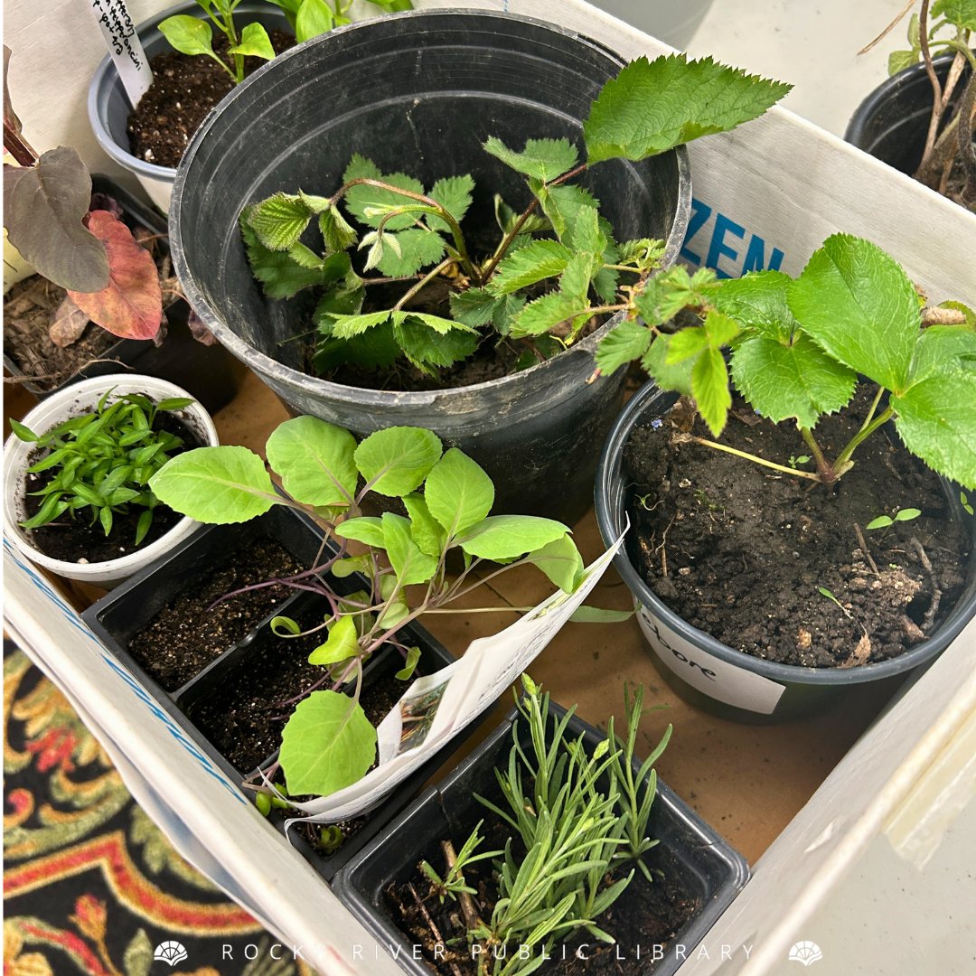 We had a fantastic day at our Plant Swap last week! Thanks to all who stopped by to swap with fellow plant enthusiasts. From pothos to asters to veggies, the variety was amazing! 🪴 #libraryprograms #plantswap #rrpl