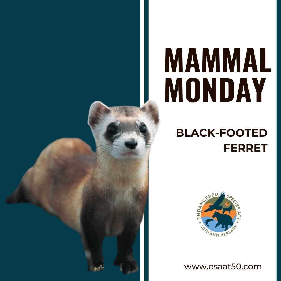 ESA at 50 tweet media