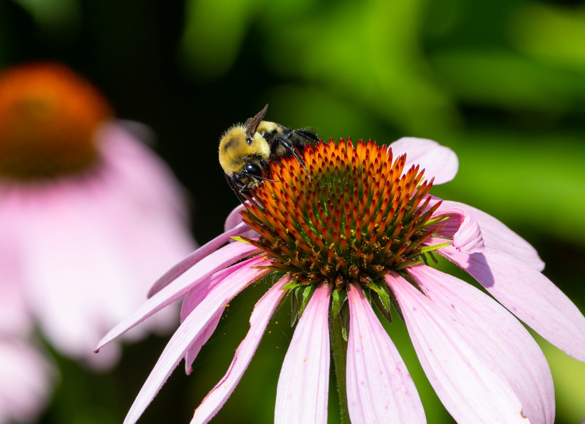 Happy World Bee Day! 🐝🌼

Let's do our part to raise awareness and protect our fuzzy friends, today and every day! 🍯
