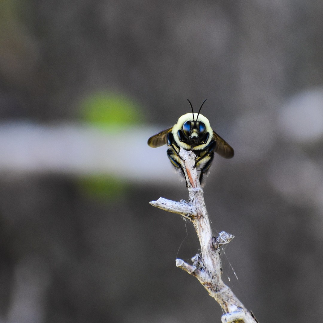 🐝Bee🐝 the change you want to see in the world! Today is #WorldBeeDay!

Our relationship with bees runs deep. As pollinators, they increase the production of ~75% of our crop species. They help keep us well-fed, all while beautifying the planet.

📸Marcie Hebert/USFWS