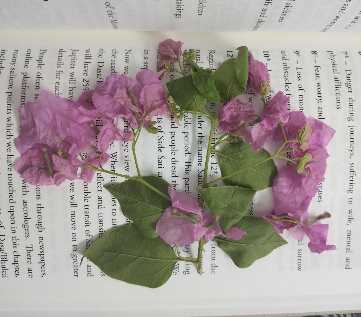So today my man went outside at 45° temperature and brought me a Bougainville flower laiden stem from I don't even know where, because I was not feeling good 🙂