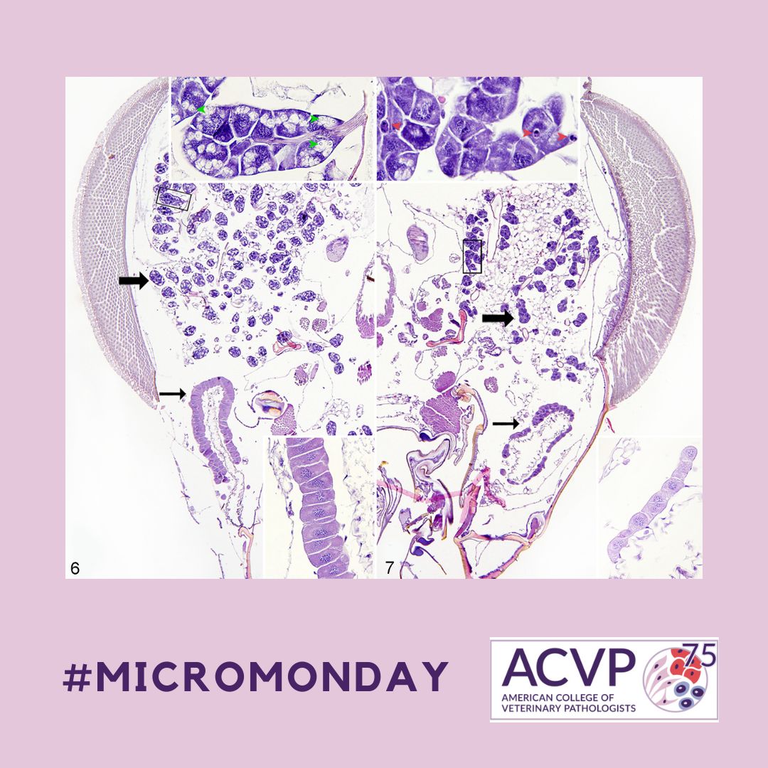 In honor of #WorldBeeDay, today's #MicroMonday involves abnormal findings in a honey bee (right half of panel): ❓Key microscopic features (top inset; arrows) ❓Cause Check out the article in the July 2019 issue of Vet Path! 🐝bit.ly/4e0gcvB