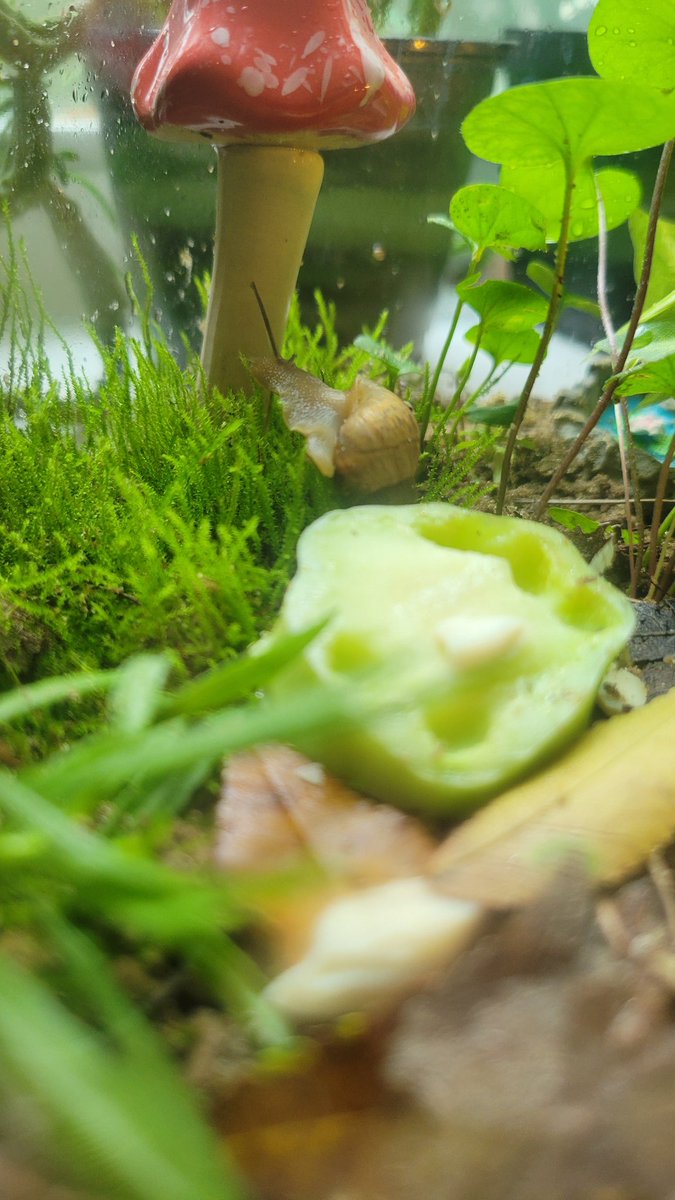 Oh to be a snail exploring the moss in my monitored enclosure after eating a chunk of broccoli 4x the size of my own body