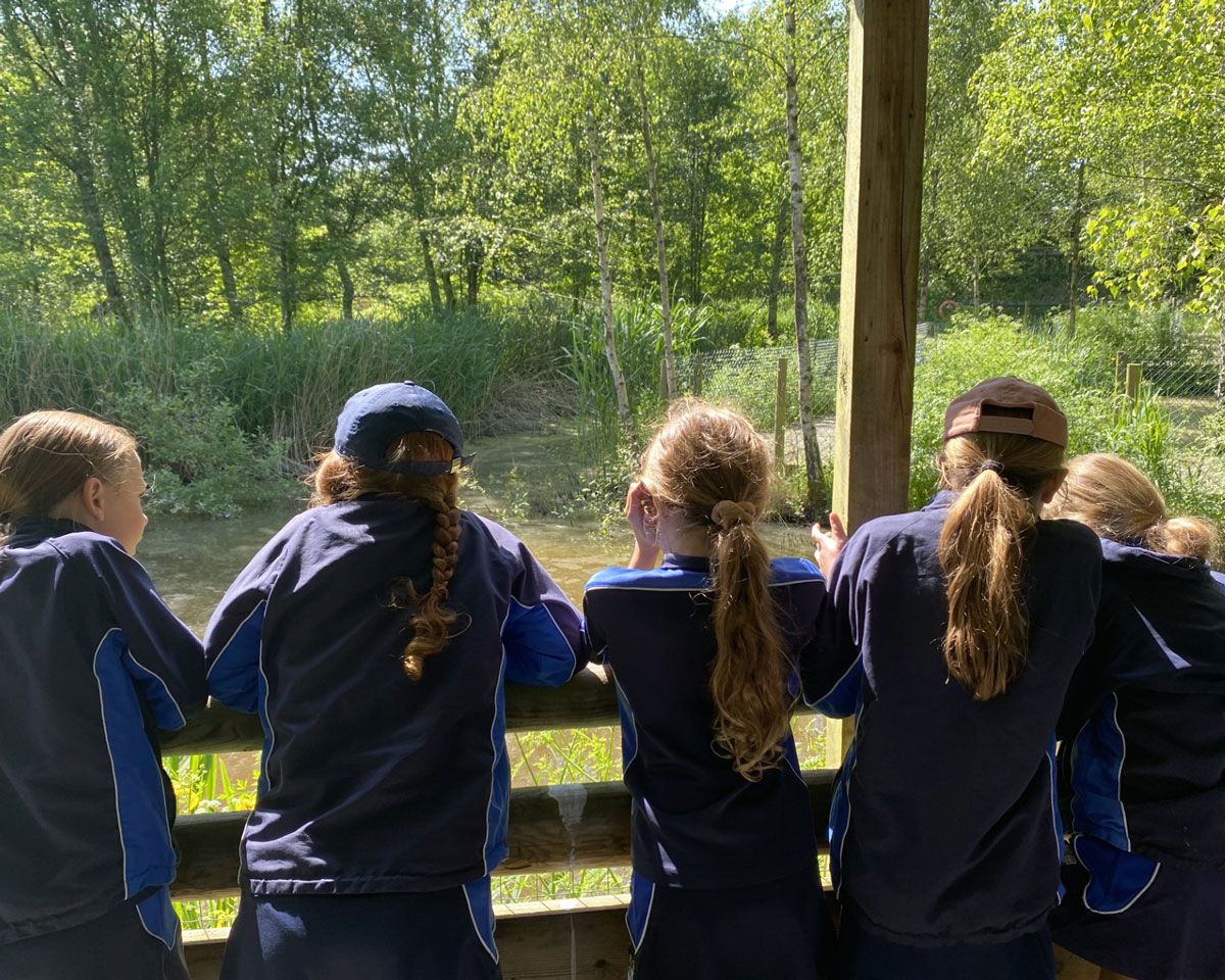 Year 4 had an amazing time at the British Wildlife Centre today. This visit supported their ‘Living things in their habitats’ topic in science. The children met a  whole host of British wildlife animals, learnt fascinating facts and asked lots of questions! <a href="/BWCtweets/">British Wildlife Centre</a> #learning