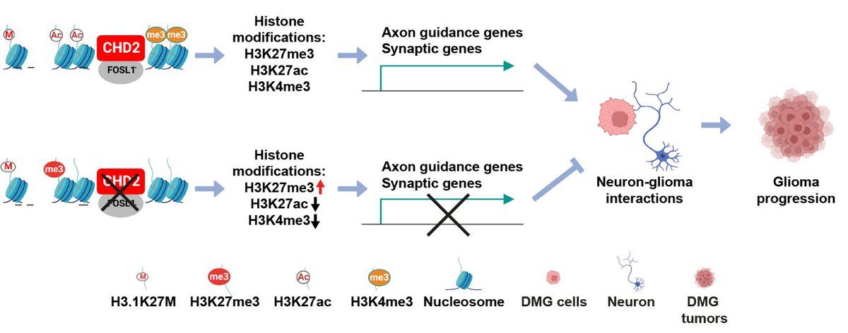 Now online in @CD_AACR: CHD2 Regulates Neuron-Glioma Interactions in Pediatric Glioma - by Xu Zhang, Shoufu Duan, Zhiguo Zhang, and colleagues doi.org/10.1158/2159-8… @ColumbiaMed @columbiacancer @ColumbiaGenDev #cancerneuroscience