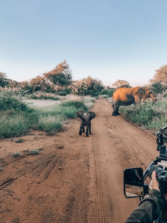 ErinMoore441936's tweet photo. 🦁 Through the lens, we tell tales of conservation. Join the journey to save our planet's treasures. #ConservationStoryteller #WildlifeCapture https://t.co/D8Km1ejBoi