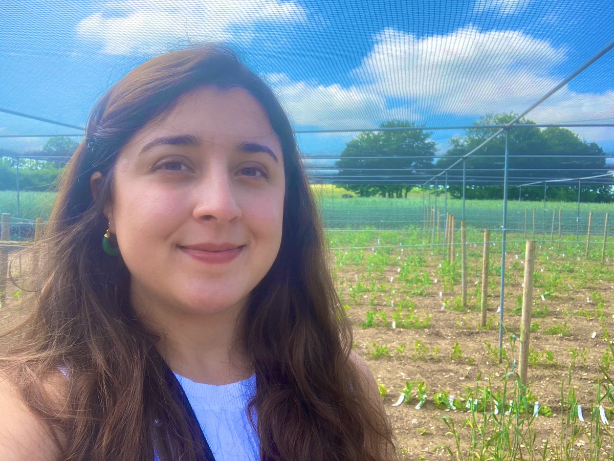 Aryana (@ary_zb) on Twitter photo Evaluating this year’s pea field trial at the <a href="/JohnInnesCentre/">John Innes Centre</a>!
Great start of the week, can’t believe it’s the third year already 🌱
<a href="/EDESIA_PhD/">EDESIA: Plants, Food and Health</a> <a href="/JugeLab/">JugeLab</a> <a href="/TheQuadram/">Quadram Institute</a> Evaluating this year’s pea field trial at the <a href="/JohnInnesCentre/">John Innes Centre</a>!
Great start of the week, can’t believe it’s the third year already 🌱
<a href="/EDESIA_PhD/">EDESIA: Plants, Food and Health</a> <a href="/JugeLab/">JugeLab</a> <a href="/TheQuadram/">Quadram Institute</a>
