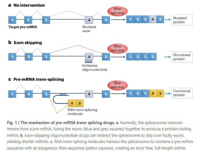 NatRevDrugDisc's tweet photo. RNA-rewriting candidate moves into the clinic https://t.co/VCIeoNbBzA

‘Pre-mRNA trans-splicing’ drugs could offer an alternative to gene replacement therapies for genetic diseases — starting with Stargardt disease. Find out more in this news article https://t.co/nnr2fNY6E0