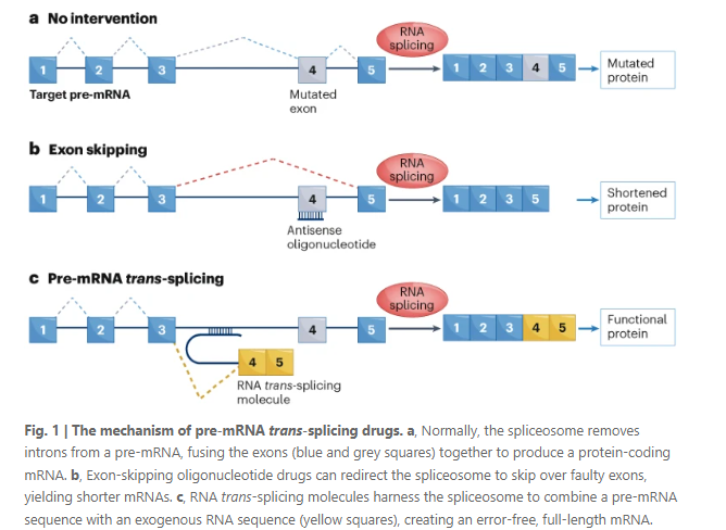 RNA-rewriting candidate moves into the clinic bit.ly/4bJXnKX

‘Pre-mRNA trans-splicing’ drugs could offer an alternative to gene replacement therapies for genetic diseases — starting with Stargardt disease. Find out more in this news article