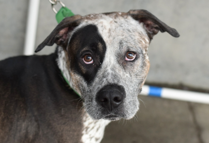 NMBewitched's tweet photo. #NationalRescueDogDay 
Cash kill listed for 5/21 #NYCACC 
#AdoptMe #RescueMe 

There is magic in a #Pittie #CattleDog mix 
Loyal, playful, active &amp; smart 
Motivated to learn &amp; please  
Sometimes vocal but always observant 

A great dog that does not like his cage
Tragic
#SaveCash https://t.co/xRz5D1cION