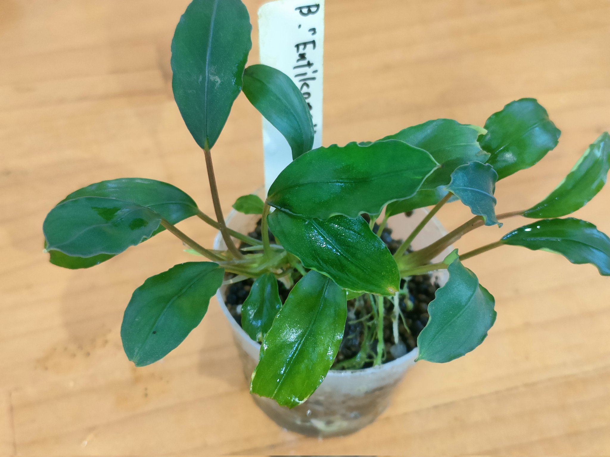 Bucephalandra sp. Entikong