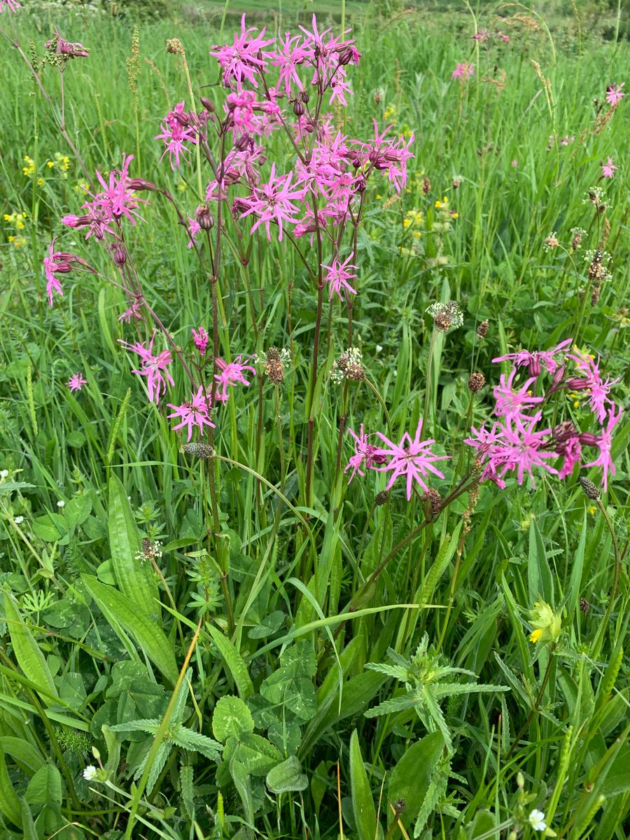 The #LDV NNR Base hay meadow is looking great today just in time for the start of the #NNRWeek celebrations, with Ragged Robin, Yellow Rattle, Ox-eye Daisy and Crested Dog's-tail all out now @NEYorksNLincs