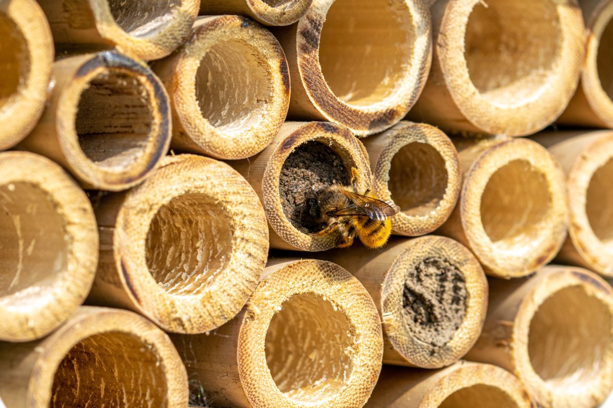 We're all abuzz for #WorldBeeDay! 🐝 You better bee-lieve that our prairie program restores native pollinator habitats and has already installed a honeybee hive and two native bee hotels – a place for certain bee species to nest – so far this season.